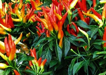 Pemkot Denpasar Kembangkan Lahan Percontohan  untuk  Produksi Tanaman Cabai