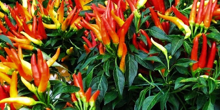 Pemkot Denpasar Kembangkan Lahan Percontohan  untuk  Produksi Tanaman Cabai