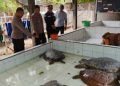 Penyeludupan Enam Ekor Penyu Hijau Berhasil Digagalkan
