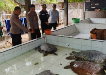 Penyeludupan Enam Ekor Penyu Hijau Berhasil Digagalkan