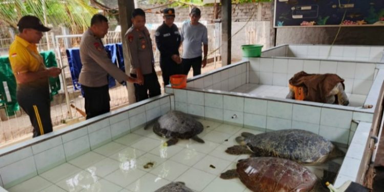 Penyeludupan Enam Ekor Penyu Hijau Berhasil Digagalkan