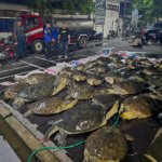 Penyeludupan Enam Ekor Penyu Hijau Berhasil Digagalkan