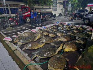 Penyeludupan Enam Ekor Penyu Hijau Berhasil Digagalkan