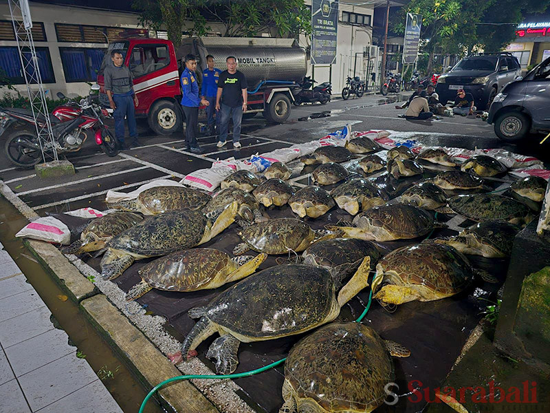 Penyeludupan Enam Ekor Penyu Hijau Berhasil Digagalkan