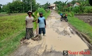 Warga Selopuro Ngawi Tanam Puluhan Pohon Pisang Di Jalan Rusak